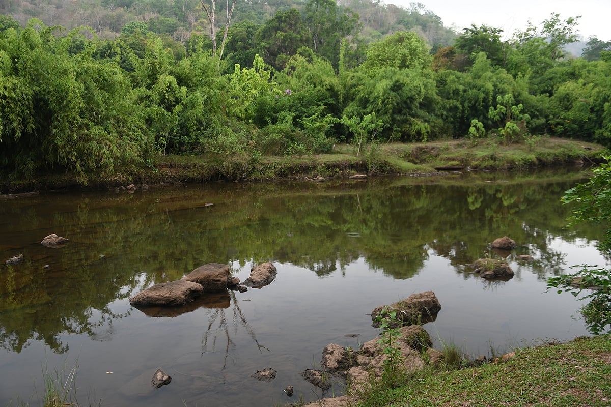 Reflections of the greenery in the water